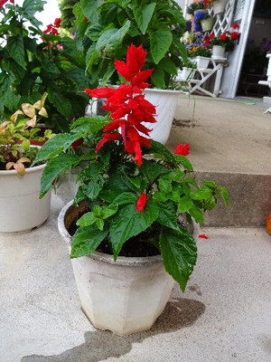 Dsc00130_2