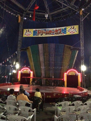 Dolphin5
